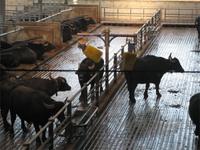 Büffel gönnt sich was