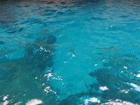 auch ohne Sonne- Capriblau!