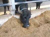 Besuch der Büffelfarm 