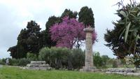 Paestum mit Judasbaum