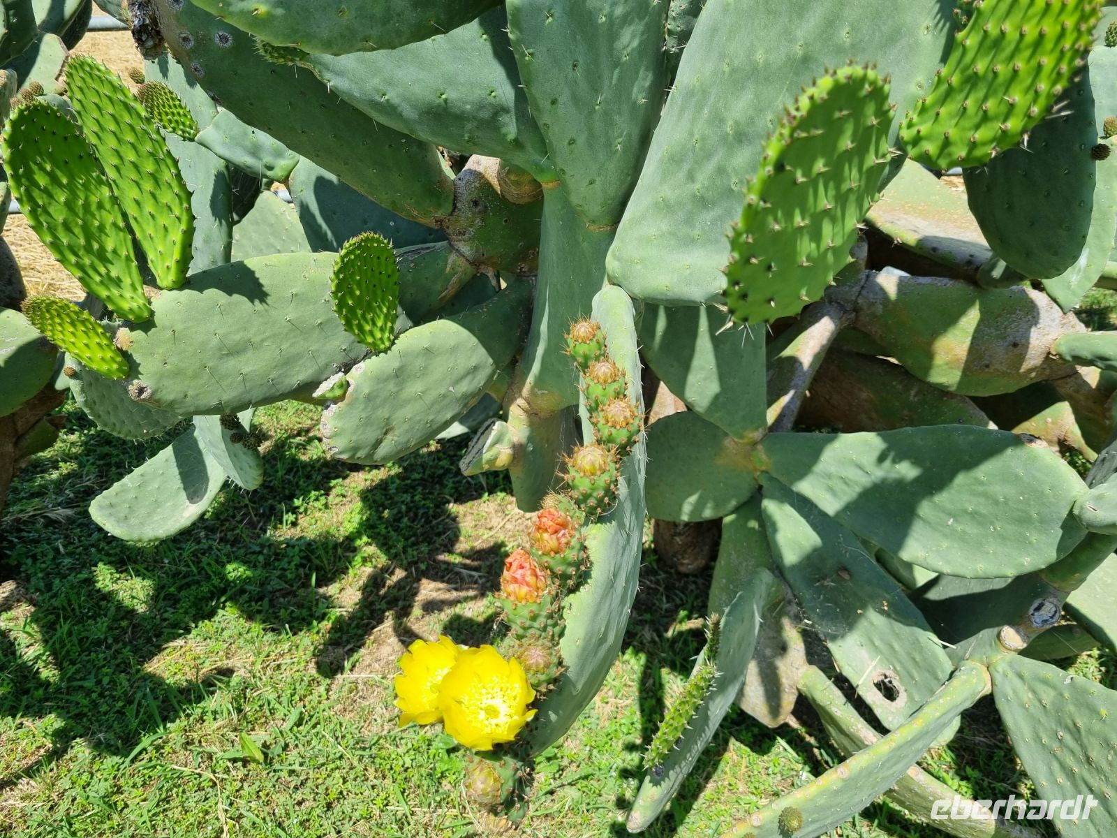 Büffelfarm 