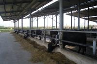 Büffelfarm 