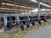 Büffelfarm 