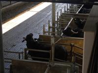 Büffelfarm Vannulo