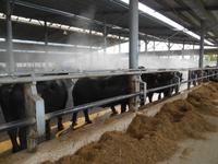 Besuch der Büffelfarm 