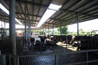 Besuch der Büffelfarm Vannulo