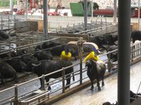 Besuch der Büffelfarm Vannulo