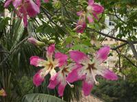 Capockblüte
