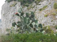 Capri (Feigenkaktus im Augustusgarten)