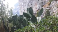 Capri-Zentrum (Augustusgarten)