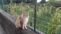 Capri-ziöse-Katze