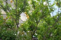 Flora auf der Insel Capri (Zitronen)