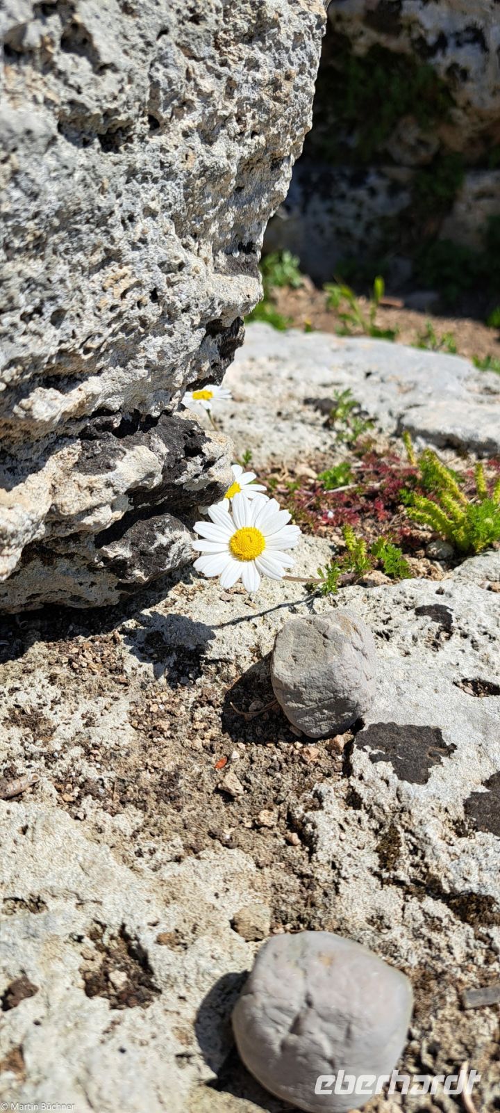 Lebende Steine!