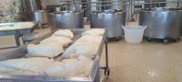 Paestum - Vannulo Büffelfarm - Mozzarella