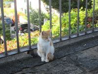 Ravello- 
