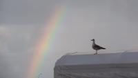 Regenbogen ...