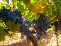  bereit zur Weinlese