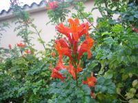 Die Blumen leuchten im Regen. 