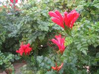 selten schöne Gewächse 