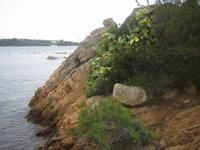 Kakteen an den Felsen 