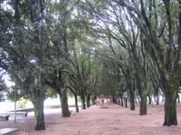 Eine Allee in Tempio 