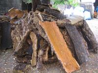 eine Fülle von Korkeichenrinde 