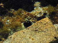 110 Sardinien - Seeigel