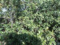 Porto Rotondo (Myrtenstrauch)