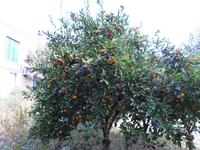 Vegetation in Porto Rotondo 