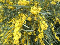 Costa Smeralda (dunkelgrüne Akazie)