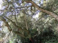 Ausflug in die Gallura (Korkeiche)