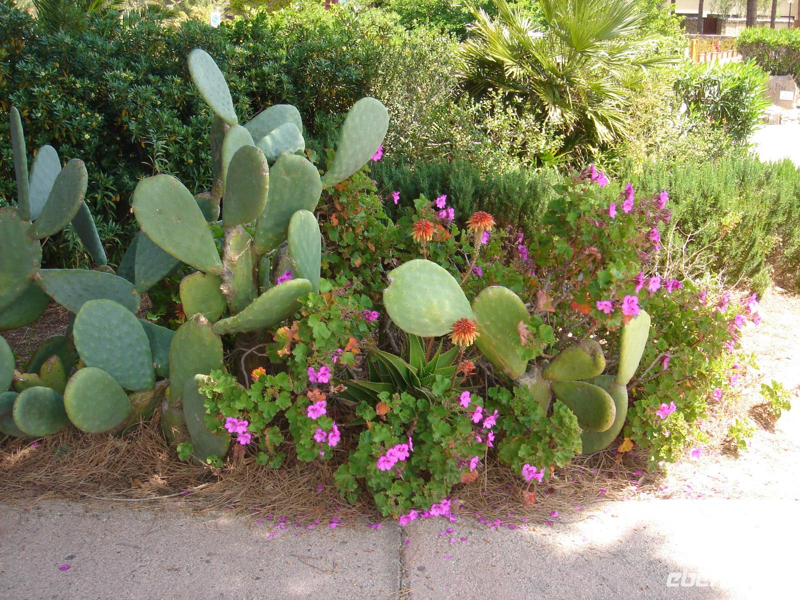 Kakteen in Porto Cervo