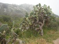 Kakteen bei Capo Testa