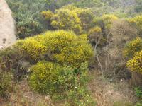 Natut pur bei Capo Testa