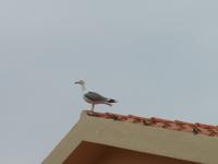 Möwe in Santa Teresa