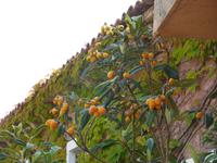 008 Sardinien - so wachsen Mispeln