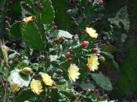 014 Sardinien - Kakteen an der Costa Smeralda