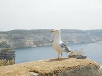 058 Sardinien - eine fotogene Königsmöwe in Bonifacio auf Korsika