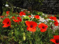 071 Sardinien - Mohnblumen