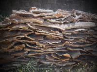 083 Sardinien - massenhaft Kork in der Gallura