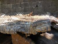 084 Sardinien - Kork - das Gold der Gallura