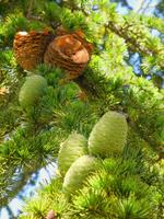 088 Sardinien - Zedernzapfen