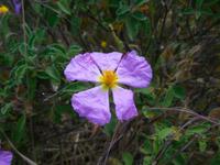 094 Sardinien - Blüte