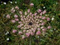 095 Sardinien - Blüte