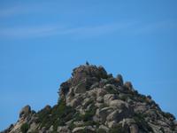 100 Sardinien - ein Steinadler