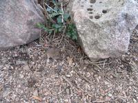 Feldmaus an der Nuraghe