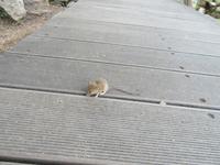 Feldmaus an der Nuraghe