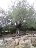 Nuraghe La Prisgiona