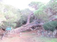 Inselrundfahrt in La Maddalena