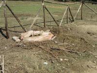 Mittagessen in einem typischen Agriturismo